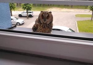 sowa zaglądająca przez okno do szkoły