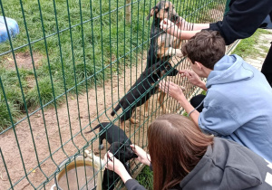 Uczniowie przy klatkach dla psów