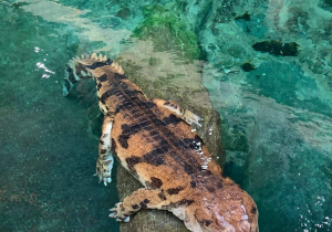 Krokodyl gawialowy - w borneańskiej kulturze panuje przekonanie że skrzywdzenie tego gada to zły omen zwiastujący choroby i niedostatek